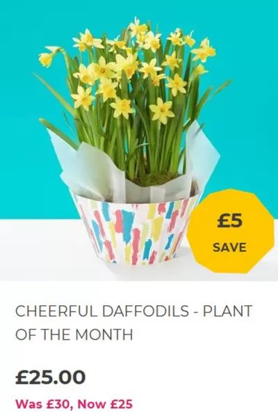 Garden & DIY offers in Cannock | Offers in Flying Flowers | 27/01/2025 - 10/02/2025