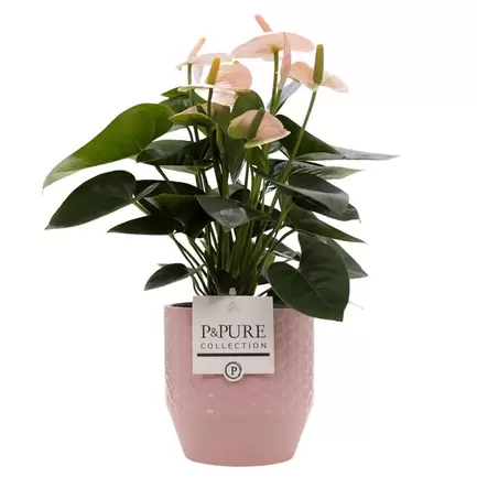 Peach Anthurium With Ceramic Pot- Free Delivery! offers at £27.99 in Card Factory