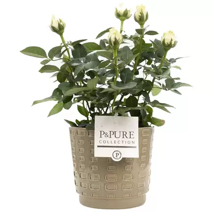 White Rose With Ceramic Pot- Free Delivery! offers at £27.99 in Card Factory