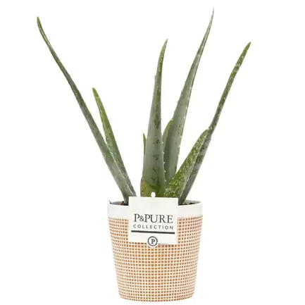 Aloe Vera Plant With Ceramic Pot- Free Delivery! offers at £27.99 in Card Factory