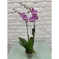 Phalaenopsis Orchid - Pink offers at £17.99 in Notcutts Garden Centre
