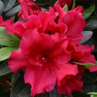 Evergreen Azalea Red Wing offers at £16.99 in Notcutts Garden Centre