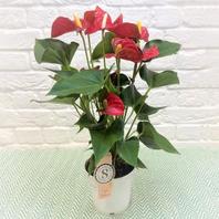 Anthurium Champion Royal Red - 14cm offers at £18.99 in Notcutts Garden Centre