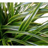 Grass Carex Everlime - 2L offers at £10.99 in Notcutts Garden Centre