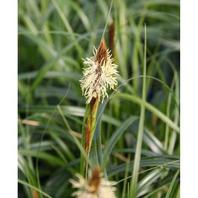 Grass Carex Ribbon Falls - 2L offers at £10.99 in Notcutts Garden Centre