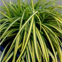 Grass Carex Eversheen - 2L offers at £10.99 in Notcutts Garden Centre