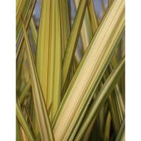 Phormium Apricot Queen - 3L offers at £19.99 in Notcutts Garden Centre