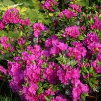 Evergreen Azalea Geisha Purple offers at £16.99 in Notcutts Garden Centre