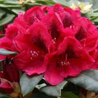 Rhododendron Lord Roberts offers at £35.99 in Notcutts Garden Centre