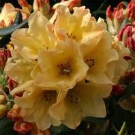 Rhododendron Nancy Evans offers at £23.99 in Notcutts Garden Centre