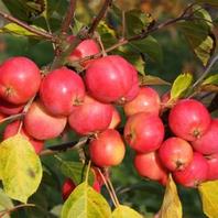 Malus Jelly King - 12L offers at £64.99 in Notcutts Garden Centre