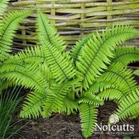 Dryopteris wallichiana offers at £11.99 in Notcutts Garden Centre