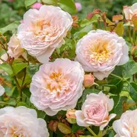 David Austin Emily Bronte Rose Bush offers at £32.99 in Notcutts Garden Centre