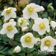 Helleborus niger Jasper offers at £15.99 in Notcutts Garden Centre