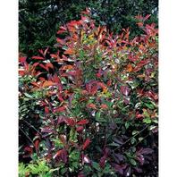 Photinia x fraseri Scarlet Blaze offers at £18.99 in Notcutts Garden Centre