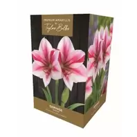 Amaryllis Gervase Gift Box offers at £12.99 in Notcutts Garden Centre