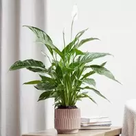 Peace Lily - Spathiphyllum Bingo Cupido offers at £19.99 in Notcutts Garden Centre