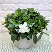 Gardenia offers at £11.99 in Notcutts Garden Centre