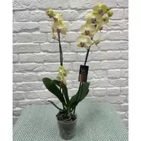 Phalaenopsis Orchid - Yellow offers at £19.99 in Notcutts Garden Centre