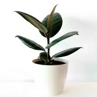 Ficus Elastica Abidjan - 14cm offers at £12.99 in Notcutts Garden Centre