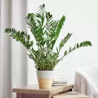 Zamioculcas Emerald Palm - 17cm offers at £24.99 in Notcutts Garden Centre