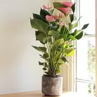 Anthurium - Pink Champion - 17cm offers at £24.99 in Notcutts Garden Centre