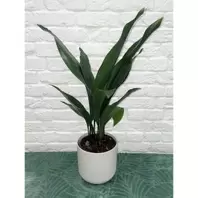 Aspidistra - 17cm offers at £44.99 in Notcutts Garden Centre