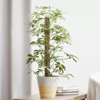 Umbrella tree - Schefflera Trinette offers at £20.99 in Notcutts Garden Centre