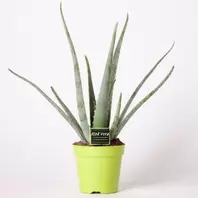 Aloe Vera - 10cm offers at £6.99 in Notcutts Garden Centre