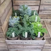 Hairy Pot Herbs Bundle - 6 offers at £29.94 in Notcutts Garden Centre