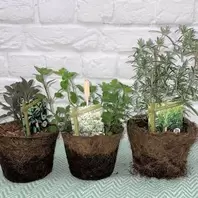 Hairy Pot Herbs Bundle - 3 offers at £14.97 in Notcutts Garden Centre