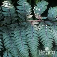 Athyrium niponicum var. pictum offers at £11.99 in Notcutts Garden Centre