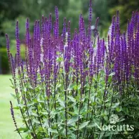 Salvia Nemorosa Caradonna offers at £9.99 in Notcutts Garden Centre