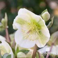 Helleborus Molly's White offers at £15.99 in Notcutts Garden Centre