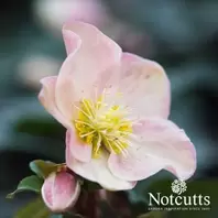 Helleborus Cinnamon Snow offers at £15.99 in Notcutts Garden Centre