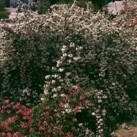 Escallonia Apple Blossom offers at £15.99 in Notcutts Garden Centre