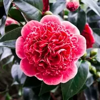 Camellia Volunteer 4L offers at £29.99 in Notcutts Garden Centre