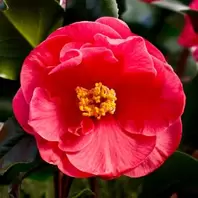 Camellia Dr King offers at £29.99 in Notcutts Garden Centre