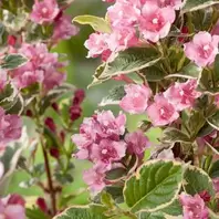 Weigela Kosteriana Variegata offers at £16.99 in Notcutts Garden Centre