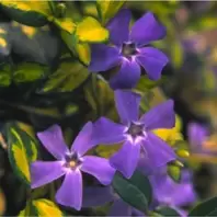 Vinca ‘Illumination’ offers at £13.99 in Notcutts Garden Centre