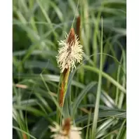 Grass Carex Ribbon Falls - 2L offers at £10.99 in Notcutts Garden Centre