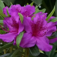 Evergreen Azalea Herbert offers at £14.99 in Notcutts Garden Centre