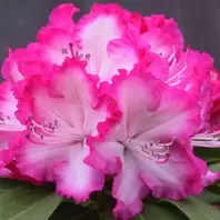 Rhododendron XXL offers at £24.99 in Notcutts Garden Centre