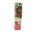 Fruit Shrub - Raspberry offers at £2.5 in Poundland