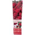 Red Rose Plant - Mina offers at £2 in Poundland