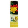 Flower Shrub - Hypericum Inodorum offers at £2 in Poundland