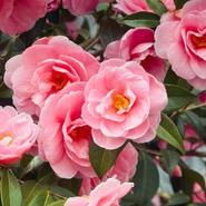 Camellia Mix 3 Litre offers at £20 in Squires Garden Centres