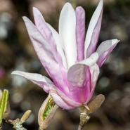 Magnolia George Henry Kern 4 Litre offers at £20 in Squires Garden Centres