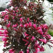Weigela florida 'Alexandra' 4.5 Litre offers at £20 in Squires Garden Centres