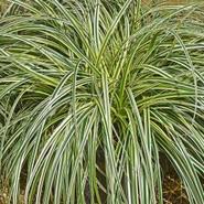 Carex Featherfalls 2 Litre offers at £14.99 in Squires Garden Centres